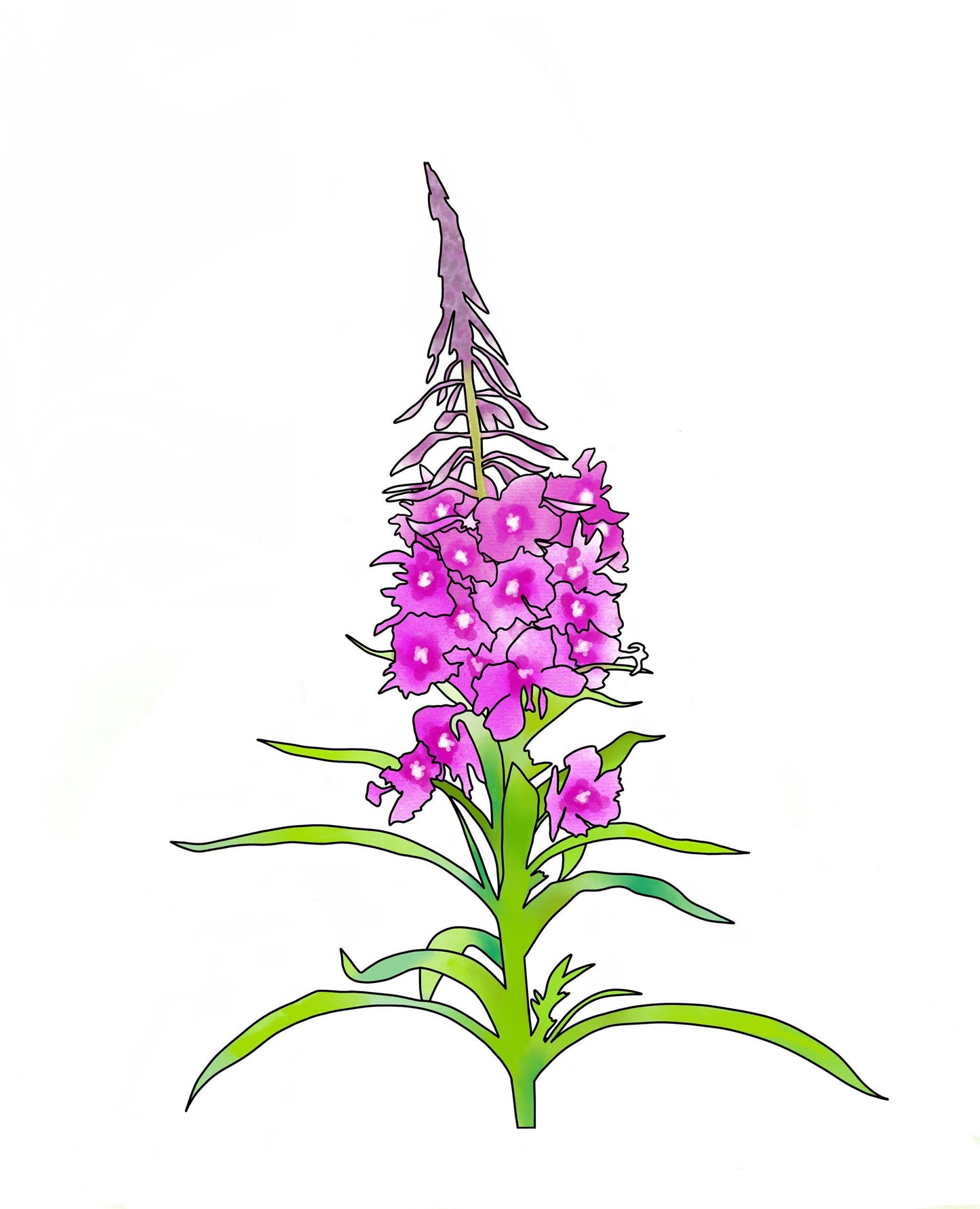 Alaska Fireweed Sticker Waterproof Vinyl Decal Fade Resistant Original Design