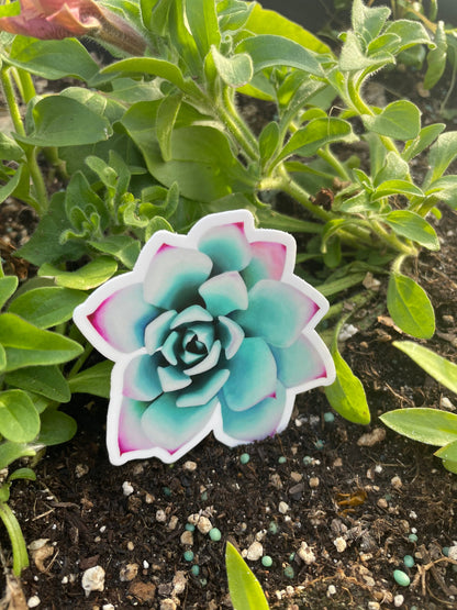 Original Artwork Succulent Sticker